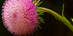Cephalexin works by meddling with the procedure of bacteria's cell wall development, getting rid of the microorganisms.